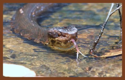 cottonmouth-8-20-10-618c2b.JPG