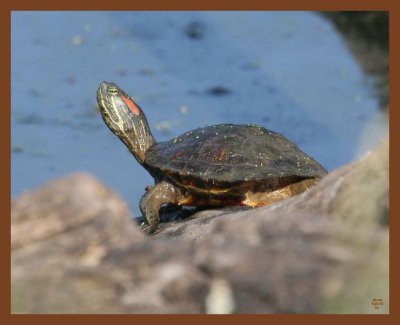 8-23-10-red-eared-slider-143b.JPG