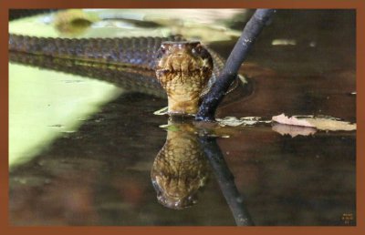 8-19-10-cottonmouth-270c2b.JPG