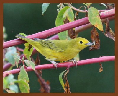 8-25-10-yellow-warbler-652b.JPG