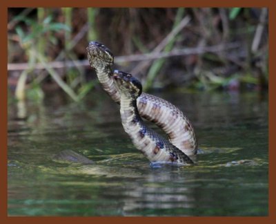 cottonmouths-8-27-10-877b.JPG