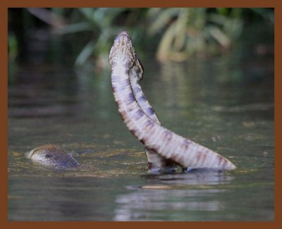 cottonmouths-8-27-10-886b.JPG