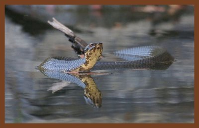 cottonmouth-8-27-10-838c2b.JPG