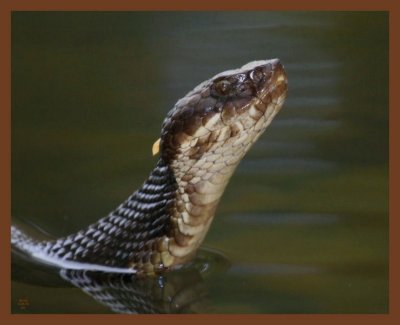 cottonmouth-8-30-10-020b.JPG