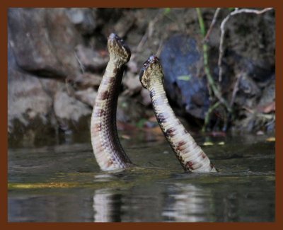 8-27-10-cottonmouths-873b.JPG