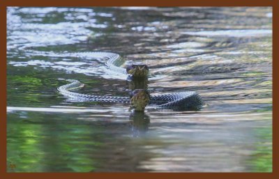 8-20-10-cottonmouths-677c2b.JPG