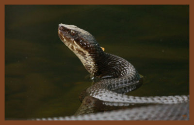 8-30-10-cottonmouth-017c2b.JPG