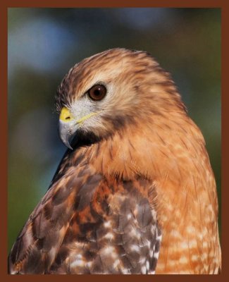 9-4-10-red-shouldered hawk-524c1b.JPG