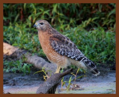 9-4-10-red-shouldered hawk-498b.JPG