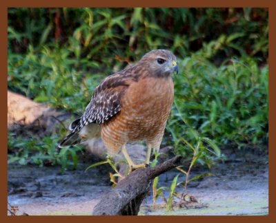 9-4-10-red-shouldered hawk-503b.JPG