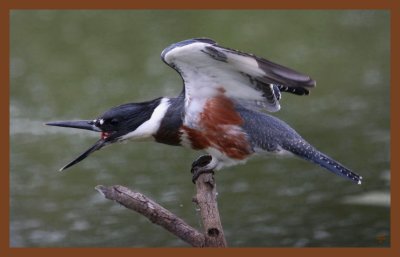 9-2-10-belted-kingfisher-382c2b.JPG