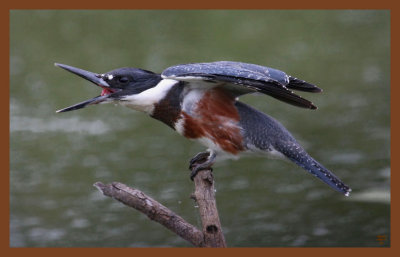 9-2-10-belted-kingfisher-381c2b.JPG