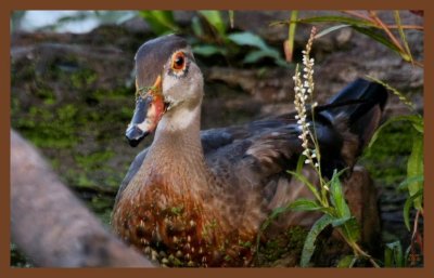 9-10-10-wood-duck-233c2ab.JPG