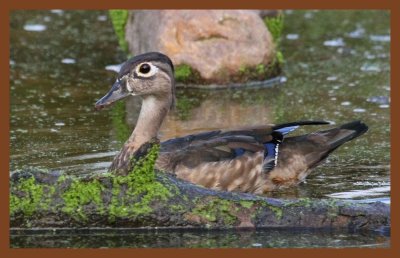 wood-duck-9-12-10-430c2b.JPG