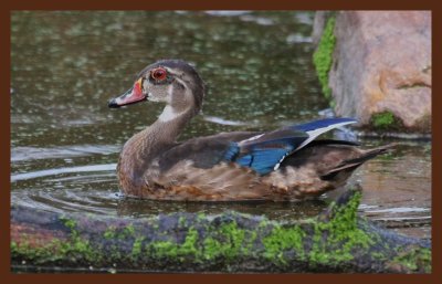 wood-duck-9-12-10-398c2b.JPG