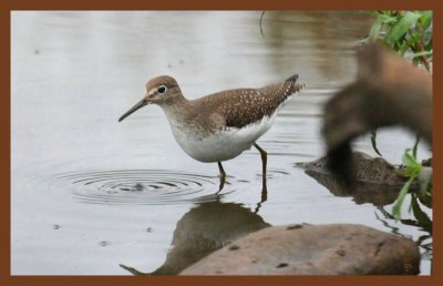 9-8-10-solitary sandpiper-059c2b.JPG