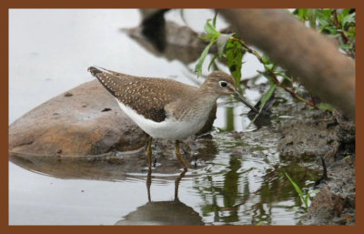 9-8-10-solitary sandpiper-067c2b.JPG