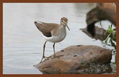9-8-10-solitary sandpiper-065c2b.JPG