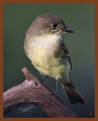 9-11-10-eastern phoebe-350c1b.JPG