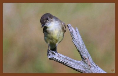 9-11-10-eastern phoebe-341c2b.JPG