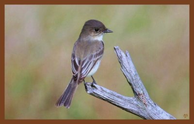 9-11-10-eastern phoebe-339c2b.JPG