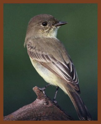 9-11-10-eastern phoebe-353c1b.JPG