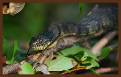 watersnake yellow-bellied-9-19-10-895c2b.JPG