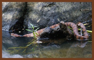 watersnake-midland-9-19-10-914c2b.JPG