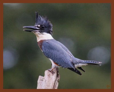 9-2-10-belted-kingfisher-307b.JPG