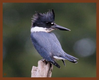 9-2-10-belted-kingfisher-313b.JPG