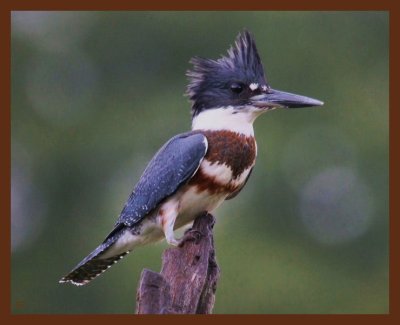 9-8-10-belted-kingfisher-009b.JPG