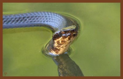 cottonmouth-9-21-10-999c2b.JPG