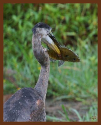 9-9-10-great blue heron-137c1b.JPG