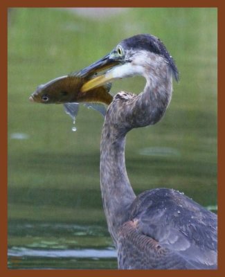 9-9-10-great blue heron-121c1b.JPG