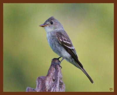 eastern wood pewee-9-12-10-386b.JPG