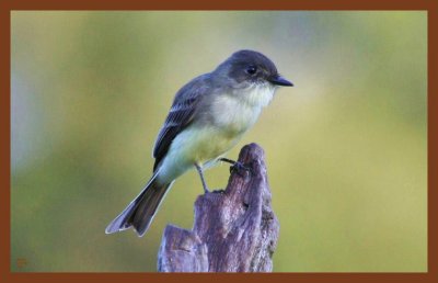 eastern phoebe-9-14-10-363c2b.JPG