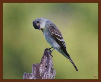 eastern wood pewee-9-12-10-389b.JPG