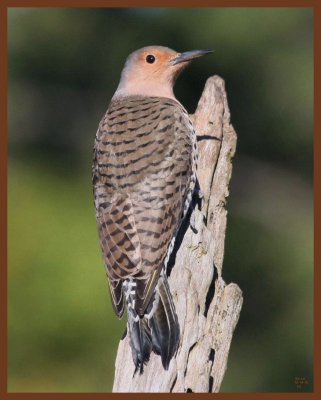 northern flicker-10-14-10-749c1b.JPG