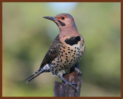 northern flicker-10-14-10-693b.JPG