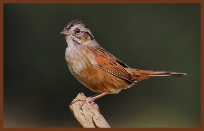 swamp sparrow-10-13-10-624c2b.JPG