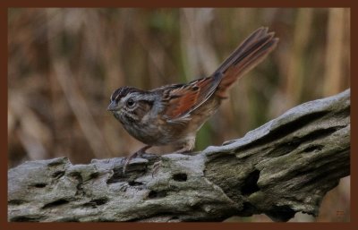 swamp sparrow-10-13-10-606c2b.JPG