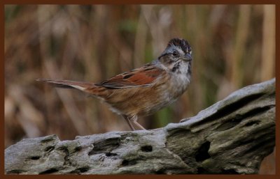 swamp sparrow-10-13-10-596c2b.JPG