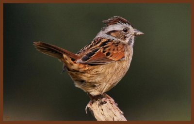 swamp sparrow-10-13-10-619c2b.JPG