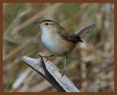 marsh wren-10-13-10-642b.JPG