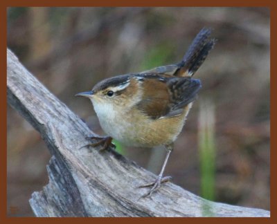 marsh wren-10-13-10-500b.JPG