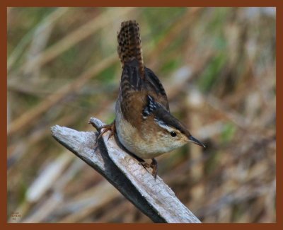 marsh wren-10-13-10-645b.JPG