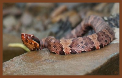 cottonmouth-young-10-12-10-429c2b.JPG