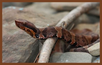 cottonmouth-young-10-12-10-441c2b.JPG