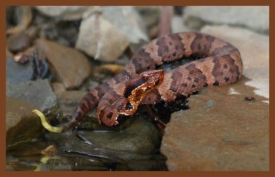 cottonmouth-young-10-12-10-437c2b.JPG