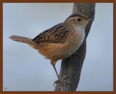 sedge wren-10-18-10-122b.JPG